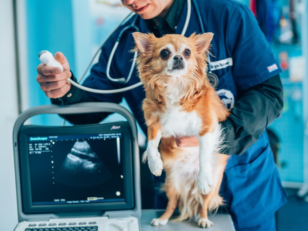 Veterinary Equipment